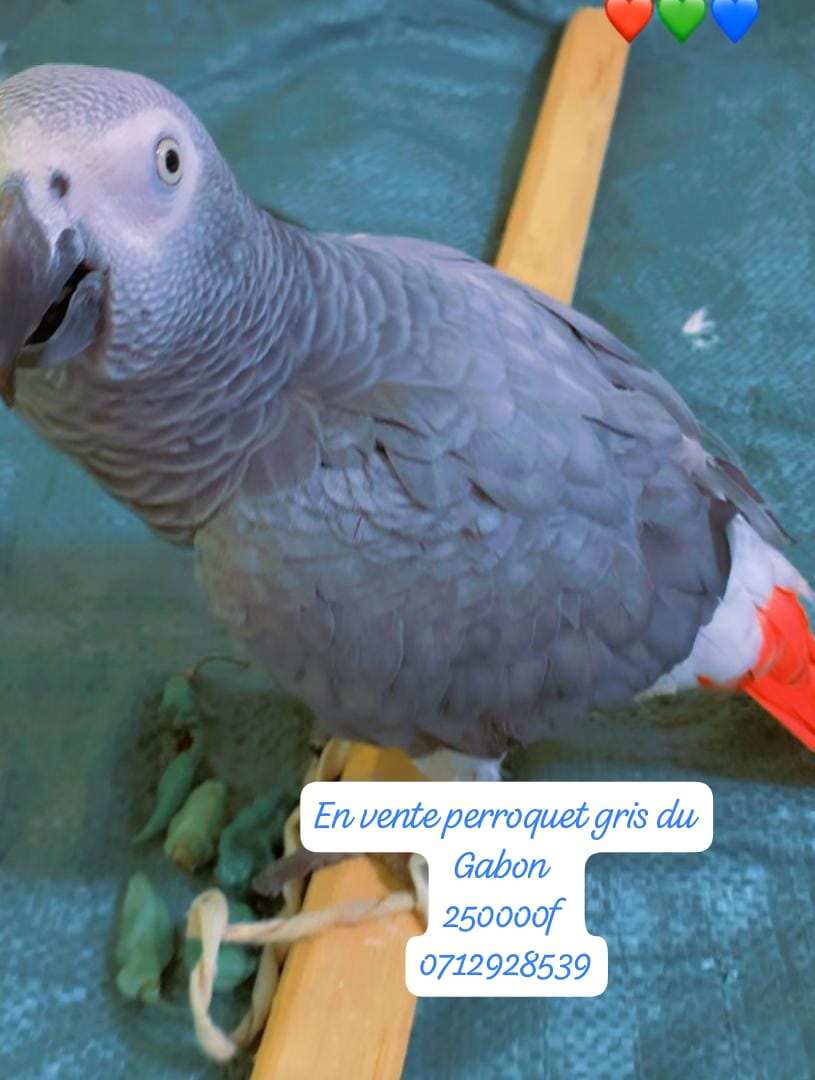 PERROQUET